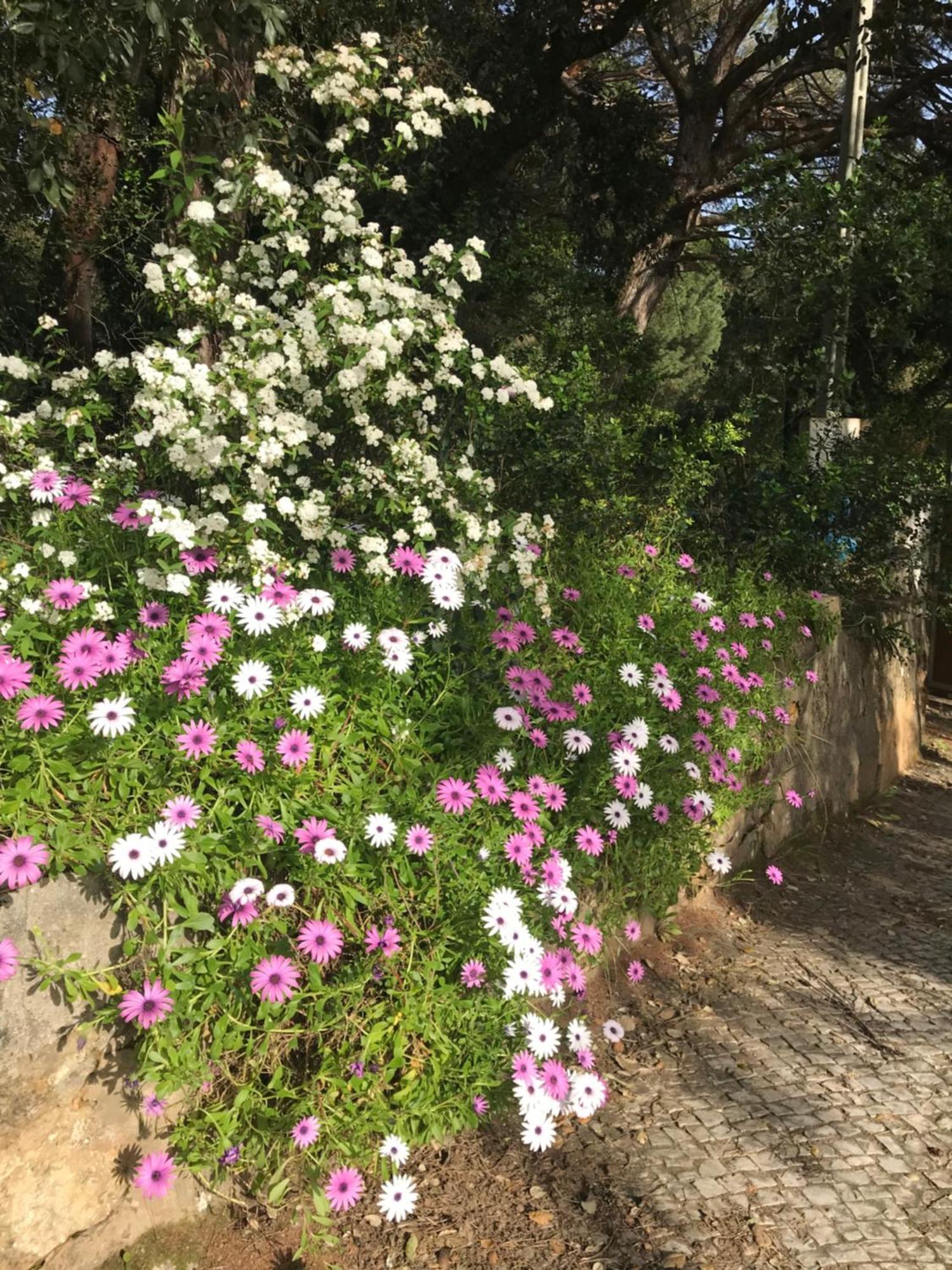 Quinta Dos Canais Setúbal Esterno foto
